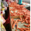 China new crop fresh carrot export 80-150g